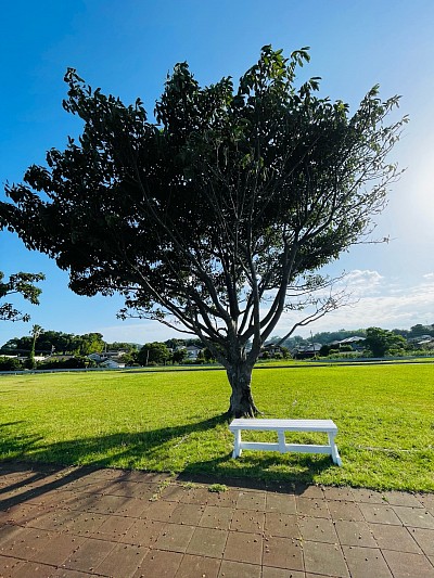 この木何の木 指宿 青空 白いベンチ 風景 スマホカメラ部 iPhone撮影