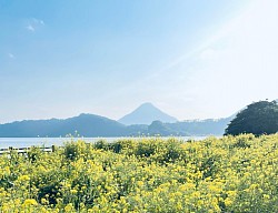 池田湖 開聞岳 スマホカメラ部 iPhone撮影 指宿 いぶスキ 鹿児島カメラ部 春 菜の花