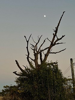 夕景 スマホカメラ部 iPhone撮影 指宿のどこか 月 トワイライト 風景写真