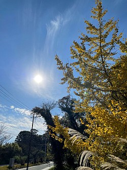 秋 秋の風景 指宿のどこか スマホ撮影