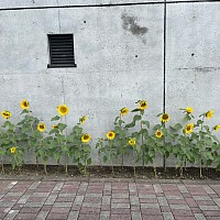 ひまわり 風景写真 夏の終わり 指宿 背比べ スマホ撮影 スマホカメラ部 鹿児島