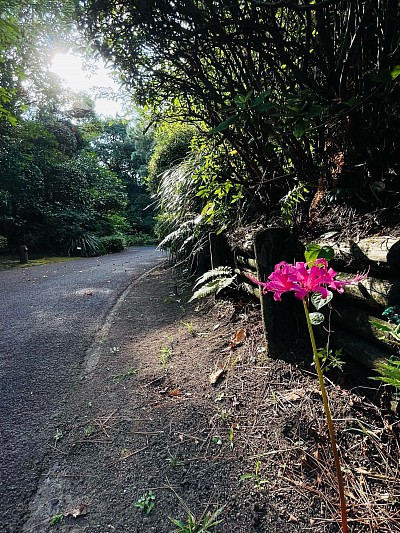 彼岸花 曼珠沙華 秋 フラワーパーク鹿児島 スマホカメラ部 iPhone撮影 季節を感じる写真