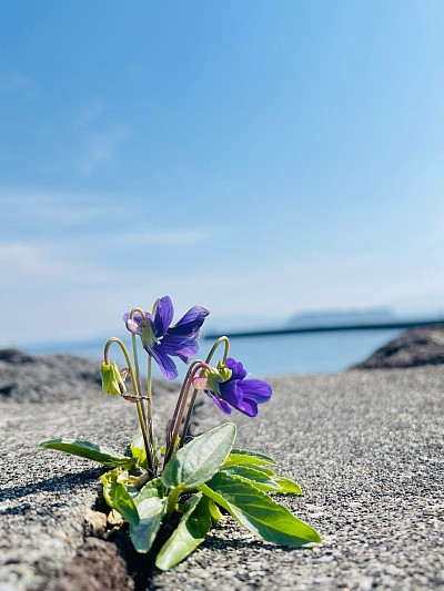 スマホ撮影 スマホカメラ部 ファインダー越しの私の世界 風景写真 花は咲く 花 海