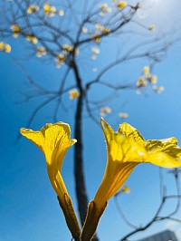 イペー 季節の花 南米原産 指宿市 スマホ撮影 黄色い花 ブログ