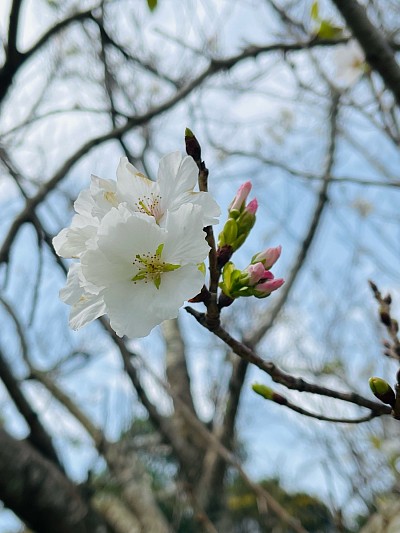 桜 指宿市 ソメイヨシノ 橋牟礼川遺跡 春 4月 ブログ 季節の花