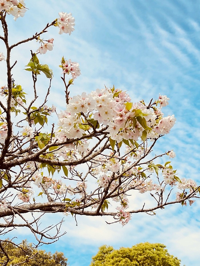 桜 春 桜咲く 季節の花 スマホ撮影 桜2024 スマホカメラ部