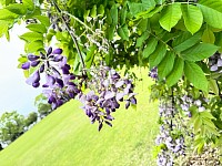 藤の花 季節の花 ブログ 指宿 日常の風景