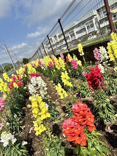 よく行くコンビニの近く、金魚草が綺麗だったのでパチリ。街角でお花が愛でられるのって、やっぱりいいね👍