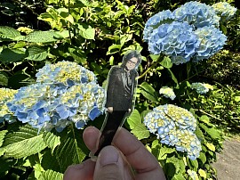 紫陽花咲いてた。雨の季節も近いですね&hellip;